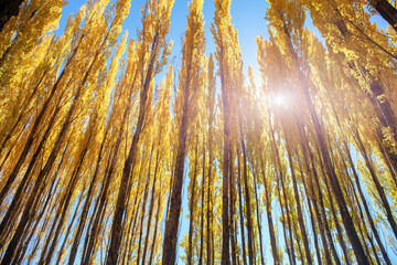 group of poplar trees in autumn colors and sunshine blue sky