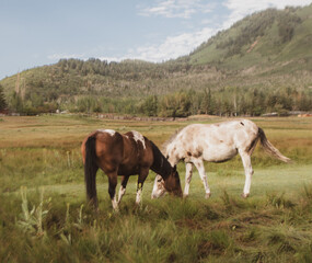 Fototapeta na wymiar Horses in the Pasture