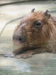 カピバラ　水風呂