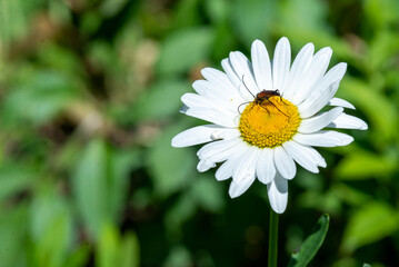 Fototapeta premium a beautiful beetle flew on the lawn on a white daisy