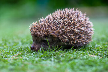 a very prickly hedgehog sits in a clearing