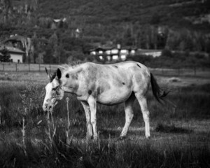Obraz na płótnie Canvas Horses in the Pasture