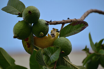fest&iacute;n de moscas