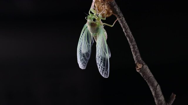 ヒグラシの羽化