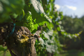 Ripening clusters of white grapes in the vineyard.
