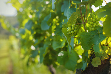 Ripening clusters of white grapes in the vineyard. 