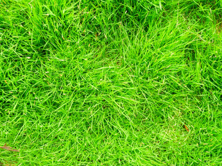 Green grass texture background Top view of bright grass. Background of a green grass. Green grass texture Green grass texture from a field