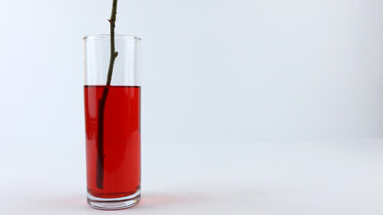 White roses are colored by dipping the stems into a glass containing red food coloring. Science concept for kids on white background