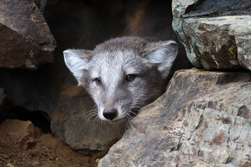 A artic fox cub peaks out a rocky den