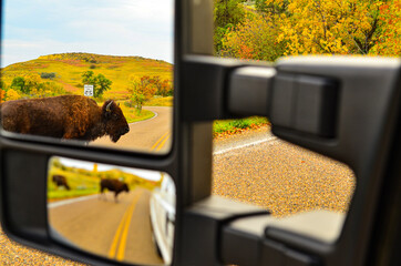 Driving in badlands of North Dakota with wild buffalo roaming around and visible in vehicle mirror.