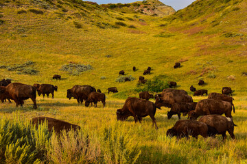 Fototapeta na wymiar Herd of buffalo roam and graze in the wide open spaces of the North Dakota badlands.