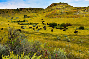 Herd of buffalo roam and graze in the wide open spaces of the North Dakota badlands.