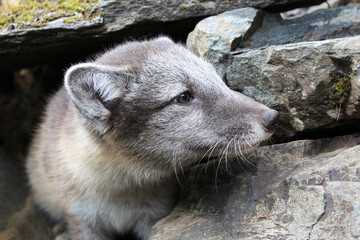 Closeup of the face of an artic fox pup