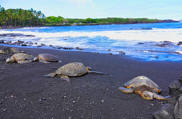 Sea turtles resting or sleeping on the beach. View of the black sand beach on the Big Island of...