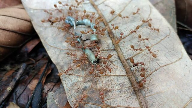 colony of red ants marching on the ground, eating dead insects.