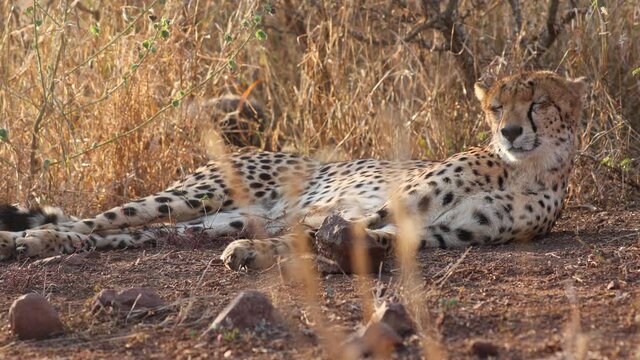 Cheetah relaxes in savanna grass side lit by golden hour morning, cubs