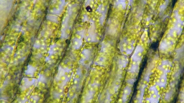 Time-lapsed footage of plant cells.
