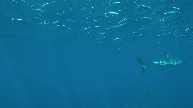 Great White Shark Swimming surrounded by school of fish in Blue Open Ocean