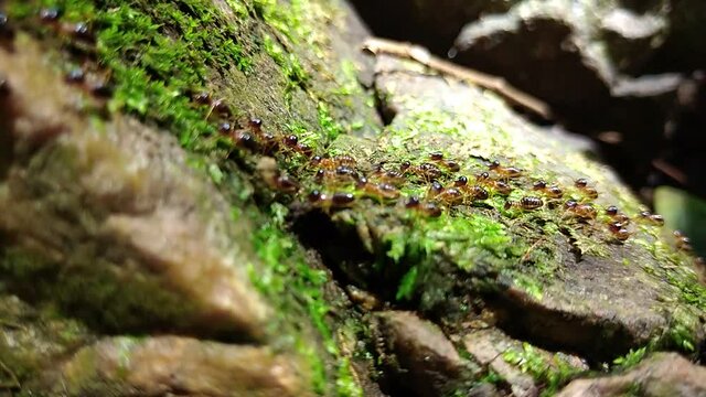 Group of termite walking on rock with moss