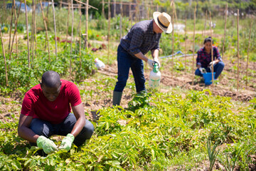 Team of workers collect insect pests and spray plants on farm field with insecticides