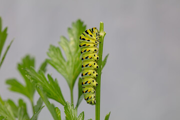 Black Swallowtail Caterpillar on Parsley
(Papilio Polyxenes)