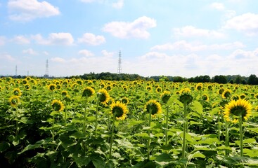 夏　ひまわり畑　風景