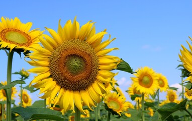 夏　ひまわり畑　風景