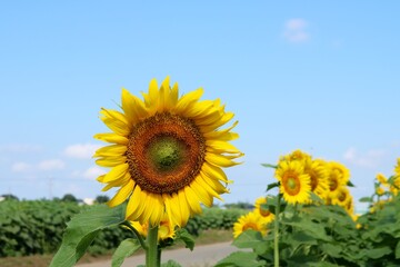 夏　ひまわり畑　風景