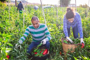 Successful latin american farm family engaged in growing of organic vegetables in garden, gathering crop of sweet peppers