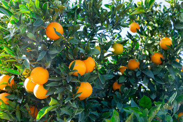 Closeup on ripe orange fruit growing in garden. High quality photo