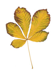 Autumn yellow red chestnut leaf isolate on white background