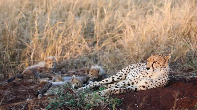 Adorable fuzzy cheetah cubs play next to mom on morning gold savanna