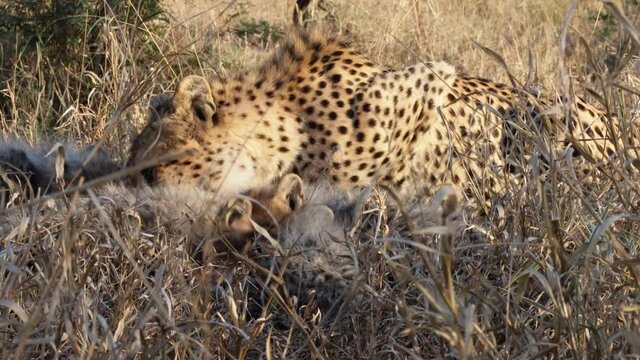Adorable hungry cheetah cubs eat antelope hidden in grass with mom