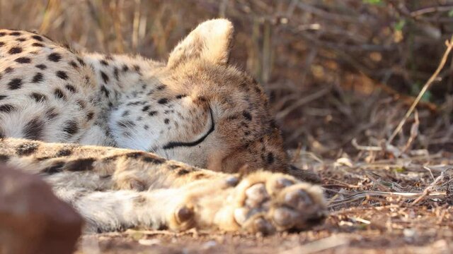Sleeping African Cheetah flicks ear against pesky bothersome fly