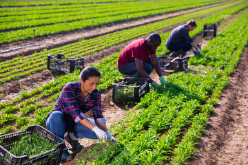 Farmers work on field - harvest and clean arugula