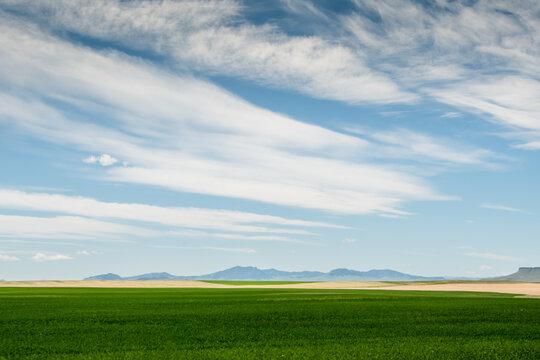 Montana fields