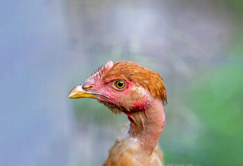 the face of a chicken with a bare neck