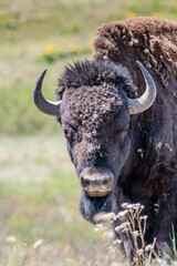 Bison stares at the camera