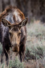 Moose stares at the camera