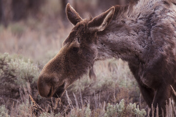 Moose grazing in a field