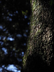 原生林の中の老木