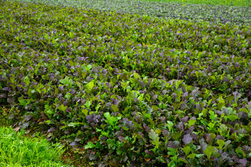 Fototapeta na wymiar View of field planted with ripening red mustard. Growing of industrial leaf vegetable cultivars..