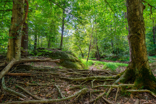 American Beech and Maple trees send roots across a dry, leaf strewn river bed within a woodland forest, sunlight streaming through the leaves in Shawnee National Forest Illinois 