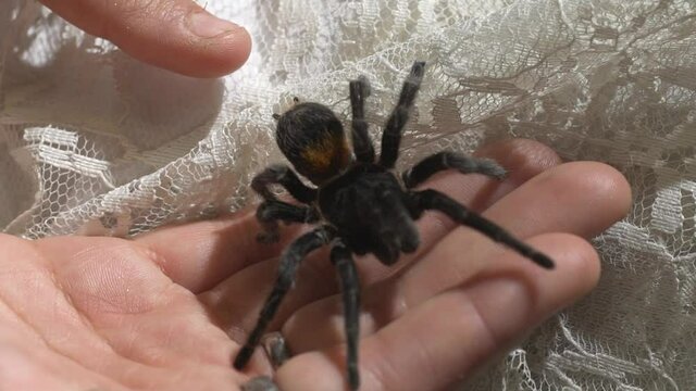 Close up of small tarantula crawling on lace and into hand