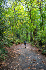 Fototapeta premium Hiker traveler with a large backpack makes a hike along a picturesque green path in a wild deciduous forest
