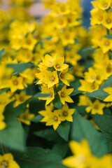 Yellow lusimachia punctata on a natural green background.