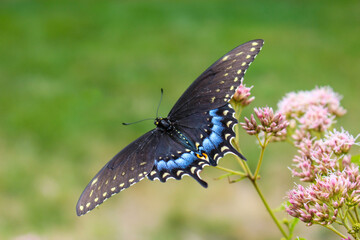 butterfly on a flower © Kamelah