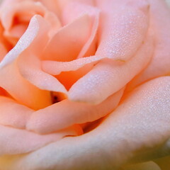 Soft yellow-pink velvety petals of a rosebud. Background, Texture, Wallpaper, macro