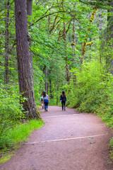 Fototapeta na wymiar Three girls friends are walking along the footpath in the green forest