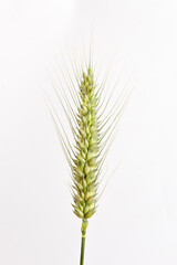 young green ear of wheats isolated on white background